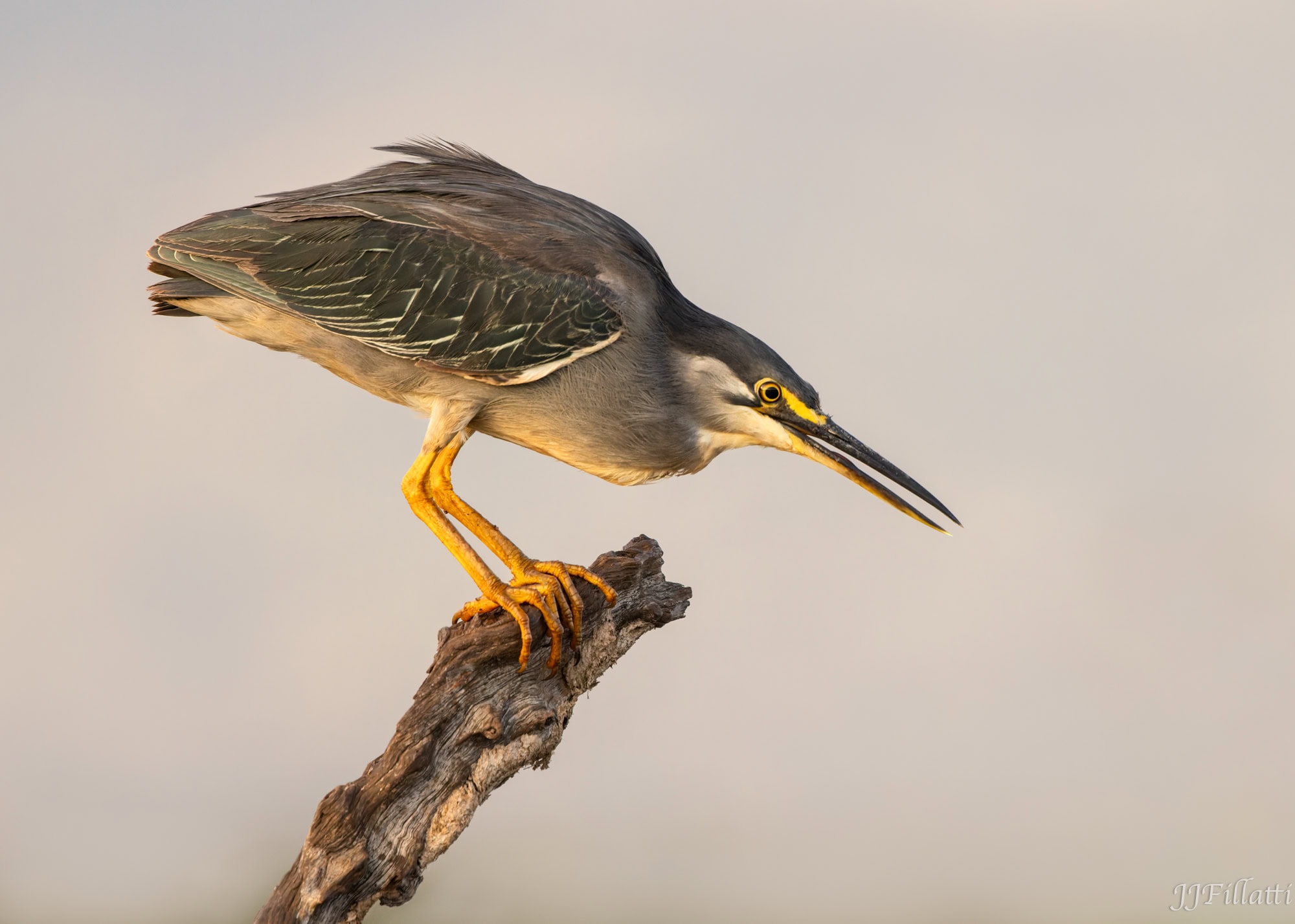 wildlife of Zimanga image 43